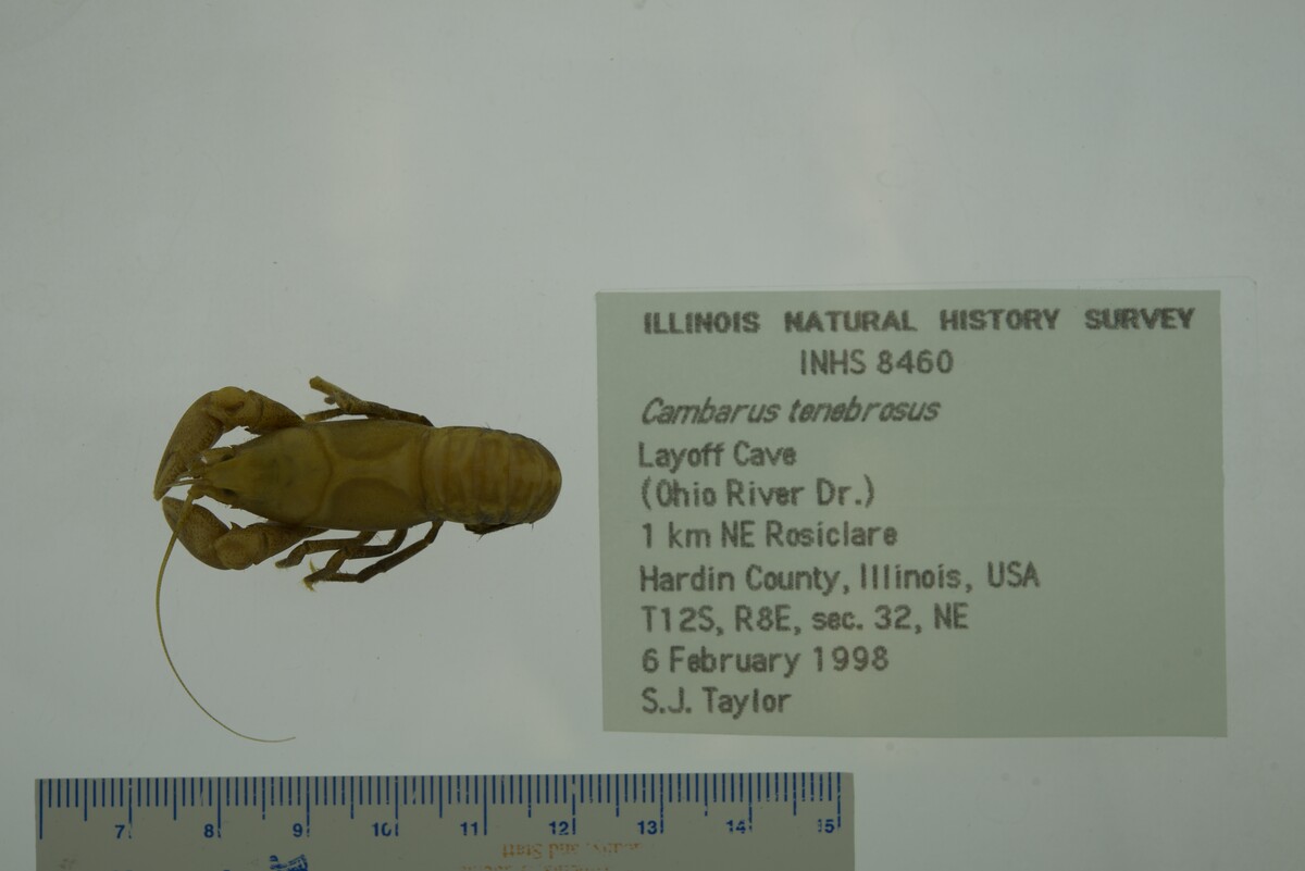 Cambarus tenebrosus image